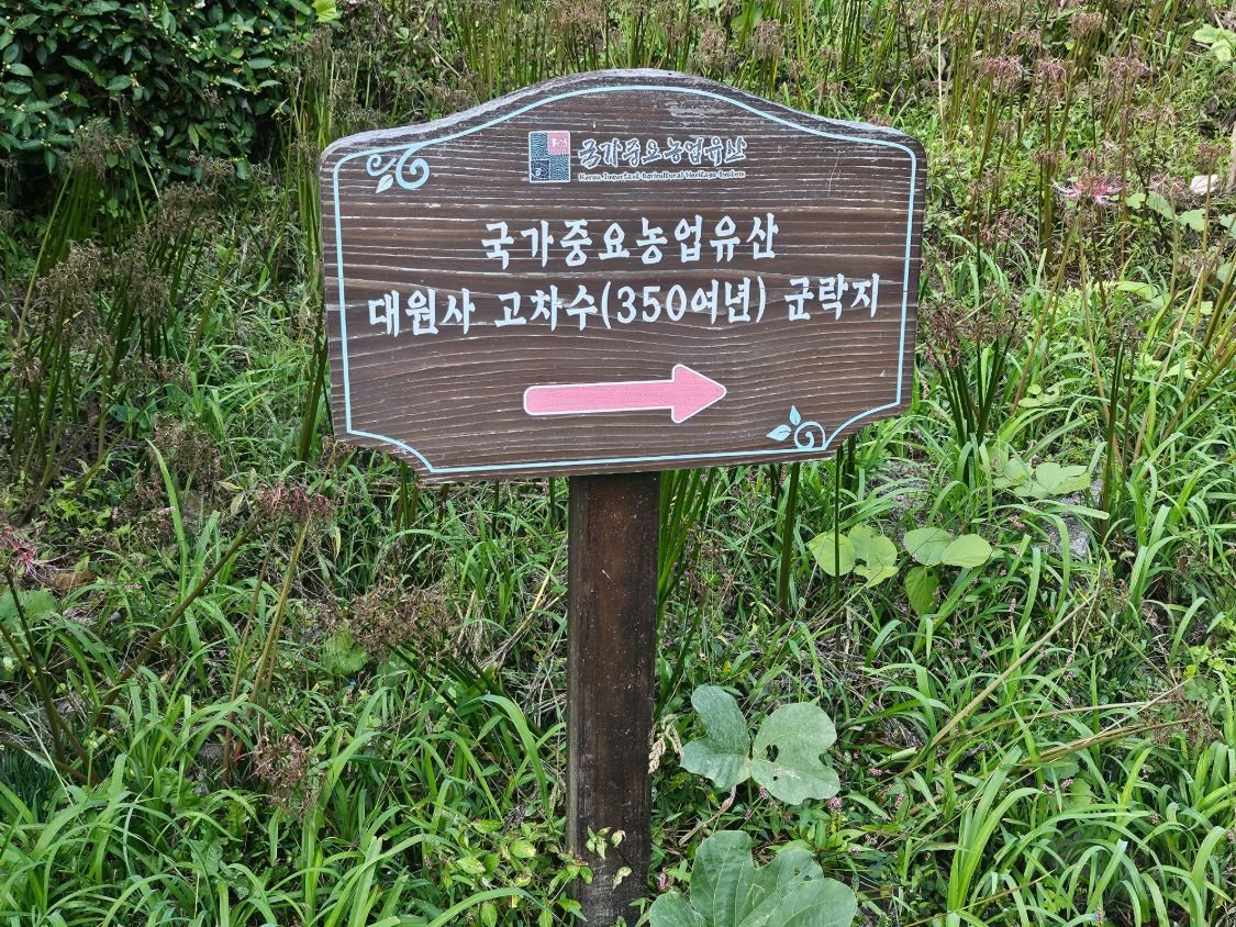 국가중요농업유산 대원사 고차수 군락지 안내판